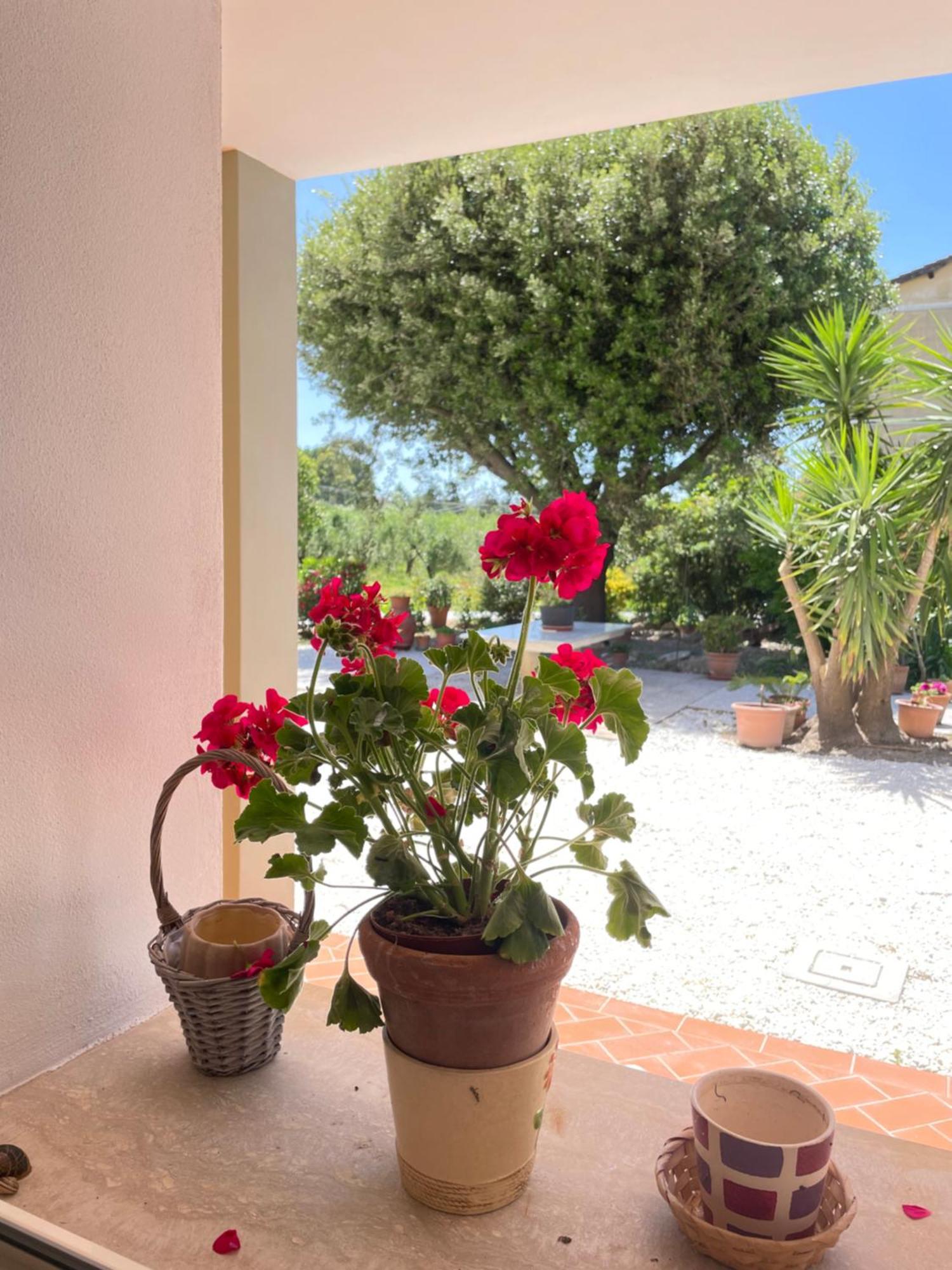 Il Leccio Agriturismo Fiorino Exterior foto
